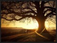 /album/fotogaleria/fotografia-arbol-jpg1/